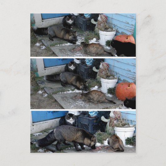 Aleutian Fox Stealing Catfood Postkarte (Vorderseite)