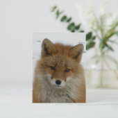 Aleutian Red Fox Postkarte (Stehend Vorderseite)