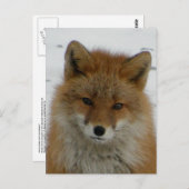 Aleutian Red Fox Postkarte (Vorne/Hinten)