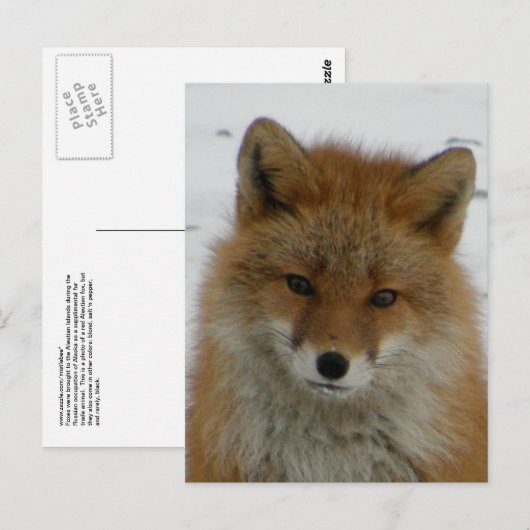 Aleutian Red Fox Postkarte (Vorne/Hinten)