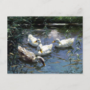 Alexander Koester Four Ducks im Teich Postkarte