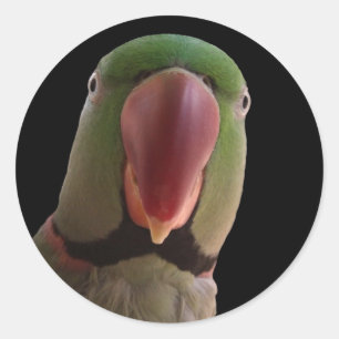 Alexandrine-Papagei Runder Aufkleber