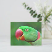 Alexandrine Parakeet Postkarte (Stehend Vorderseite)