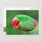 Alexandrine Parakeet Postkarte (Vorne/Hinten)