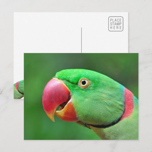 Alexandrine Parakeet Postkarte (Vorne/Hinten)