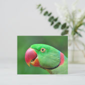 Alexandrine Parakeet Postkarte (Stehend Vorderseite)