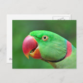 Alexandrine Parakeet Postkarte (Vorne/Hinten)