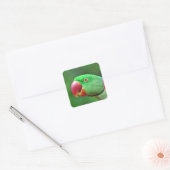 Alexandrine Parakeet Quadratischer Aufkleber (Umschlag)