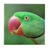 AlexandrineParakeet Fliese (Vorderseite)