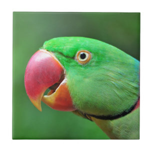 AlexandrineParakeet Fliese
