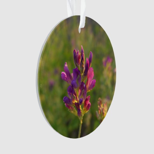 Alfalfa-Blume Ornament (Vorderseite)