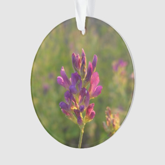 Alfalfa-Blume Ornament (Vorderseite)