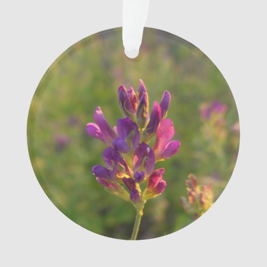 Alfalfa-Blume Ornament (Vorderseite)