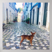 Alfama Dog Architecture Foto Poster (Vorne)