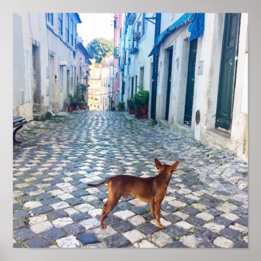 Alfama Dog Architecture Foto Poster (Vorne)