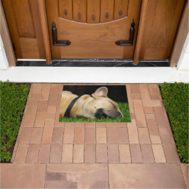 Alfombra de perro para hogar fußmatte