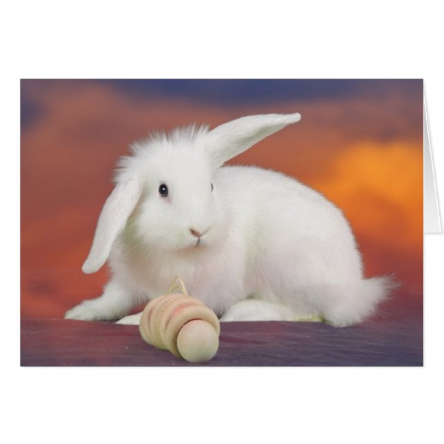 Alfredo (Vorderseite (Horizontal))