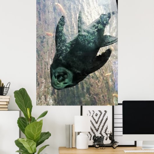 Algae eater in an aquarium. poster (Heimbüro)