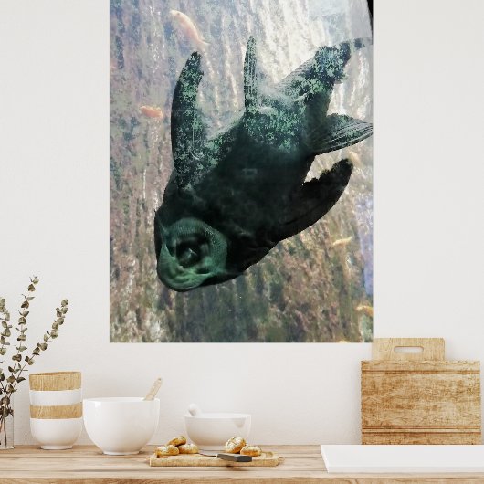 Algae eater in an aquarium. poster (Küche)