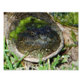 Algae Face Snapper Turtle Fotodruck (Vorne)