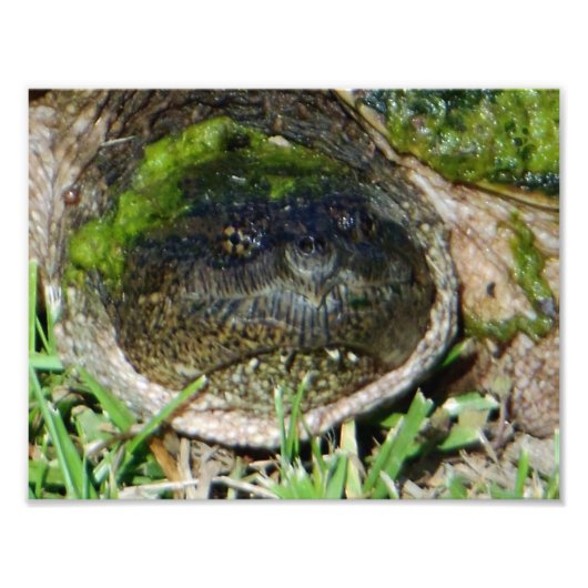 Algae Face Snapper Turtle Fotodruck (Vorne)