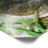 Algae Face Snapper Turtle Fotodruck (Ecke)