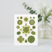 Alge Postkarte (Stehend Vorderseite)