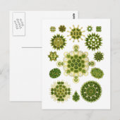 Alge Postkarte (Vorne/Hinten)