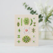 Alge Postkarte (Stehend Vorderseite)