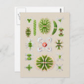 Alge Postkarte (Vorne/Hinten)