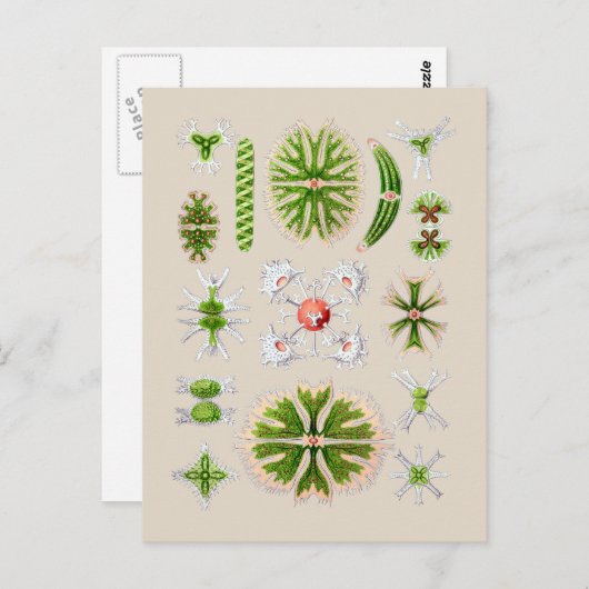 Alge Postkarte (Vorne/Hinten)