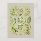 Alge Postkarte (Vorderseite)