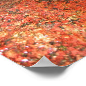 Algen aus Honduras Poster (Ecke)