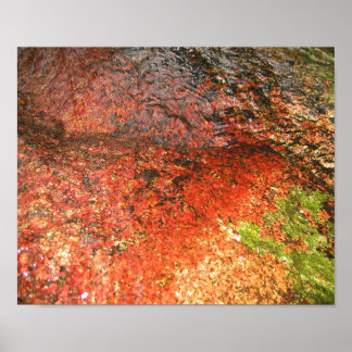 Algen aus Honduras Poster