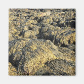 Algen Magnet (Vorne)