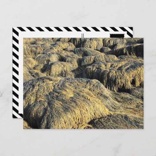 Algen Postkarte (Vorne/Hinten)