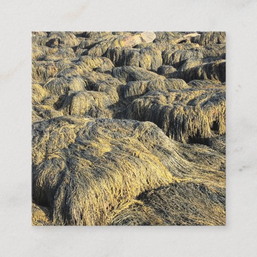 Algen Quadratische Visitenkarte (Vorderseite)