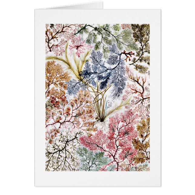 Algen Seidenstoffe Kunst (Vorne)