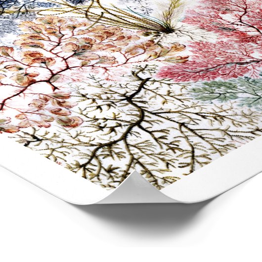 Algen Seidenstoffe Kunst Poster (Ecke)