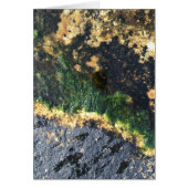 Algenbergwerk (Vorne)