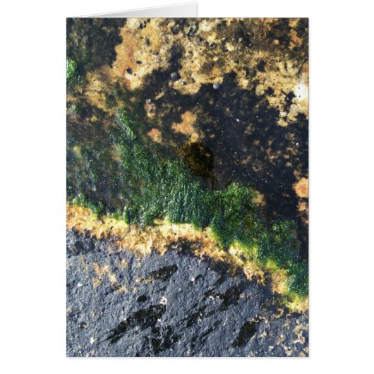 Algenbergwerk (Vorne)