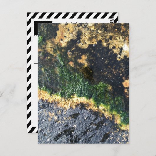 Algenbergwerk Postkarte (Vorne/Hinten)