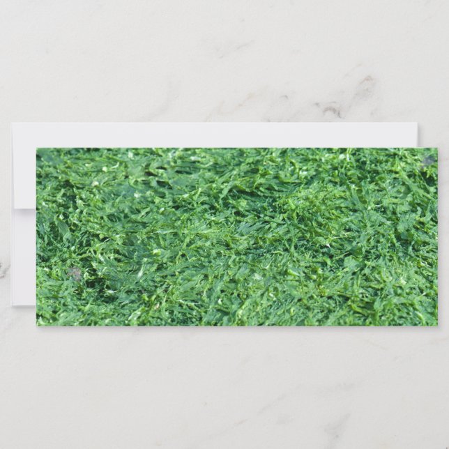 Algengrün (Vorderseite)