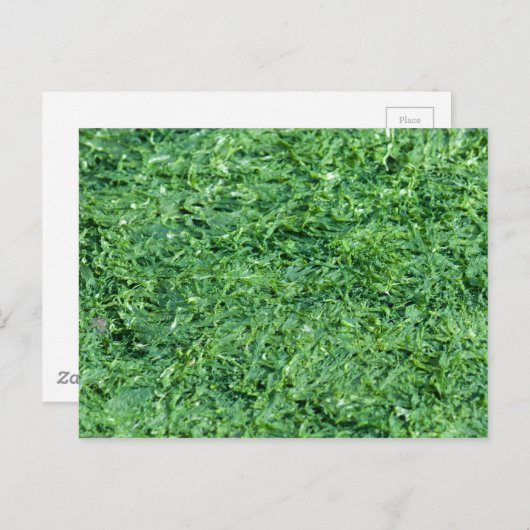 Algengrün Postkarte (Vorne/Hinten)