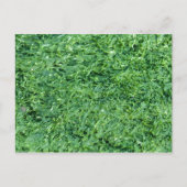 Algengrün Postkarte (Vorderseite)