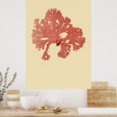 Algenvortrieb, ursprünglich von vier poster (Küche)