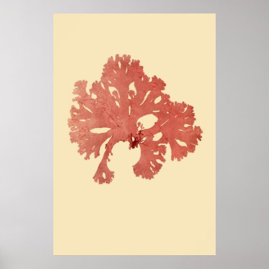 Algenvortrieb, ursprünglich von vier poster (Vorne)