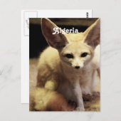 Algeria Fennec Fox Postkarte (Vorne/Hinten)