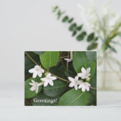 Algerische ivische Postkarte (Stehend Vorderseite)