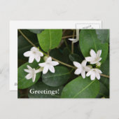 Algerische ivische Postkarte (Vorne/Hinten)